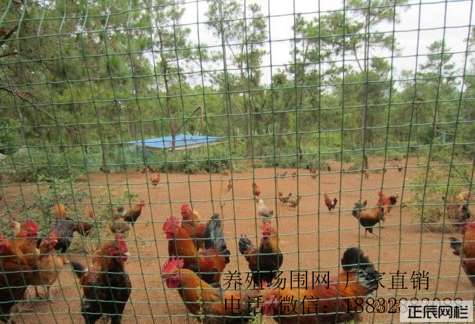 安平正辰養雞護欄網 廠家直銷